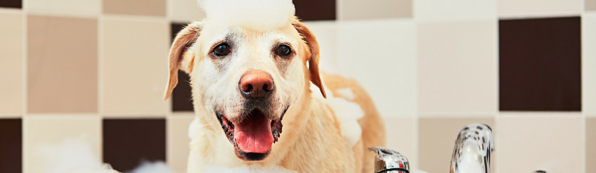 5 consejos para aliviar la dermatitis de tu perro (Istock)