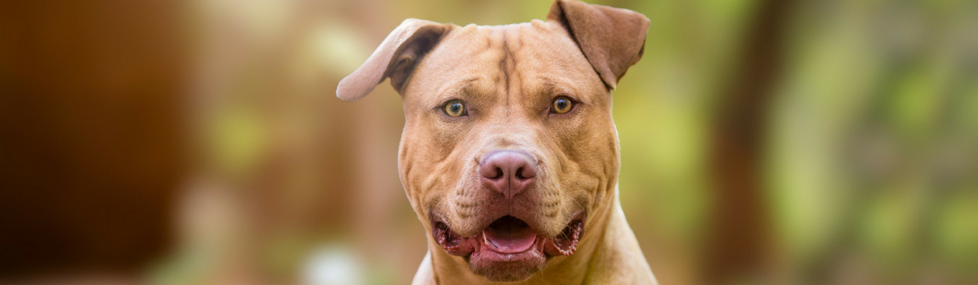 7 mitos de los perros más peligrosos (Istock)