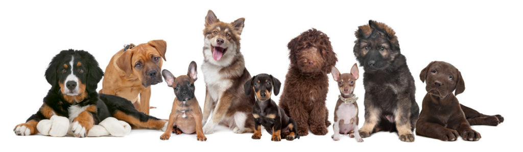 Descubre las 13 razas de perro con mejor pelazo (Istock)