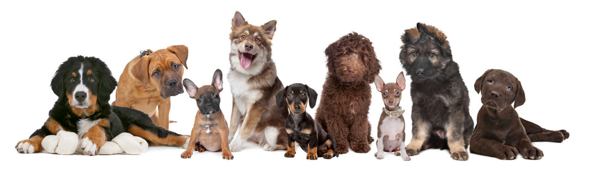 Descubre las 13 razas de perro con mejor pelazo (Istock)