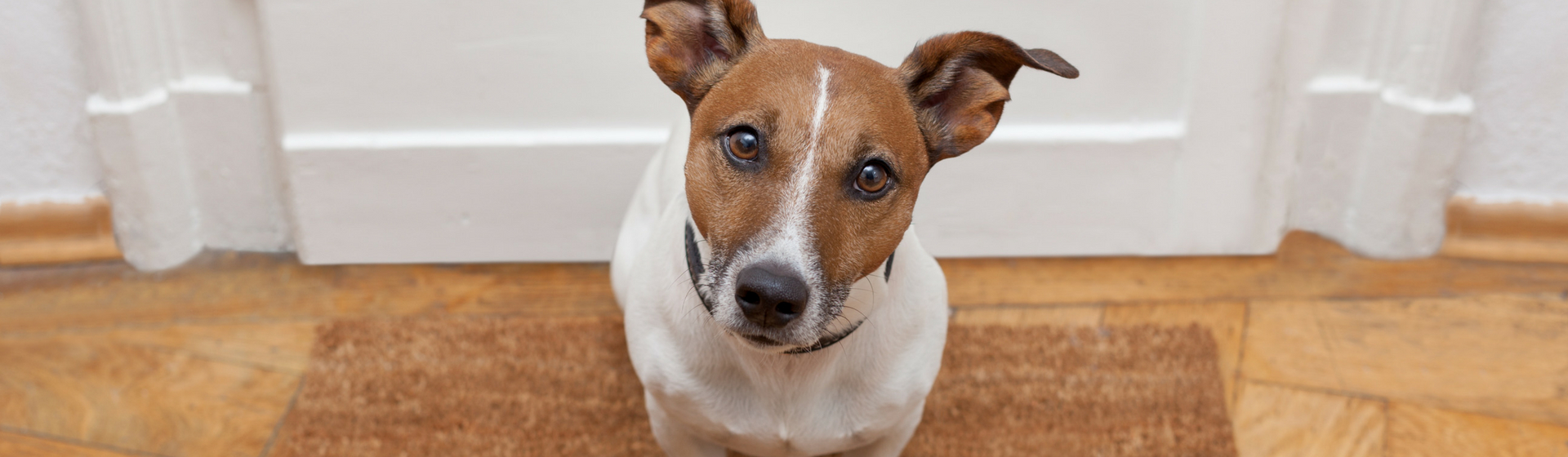 6 señales que indican que tu perro quiere salir a pasear (Istock)