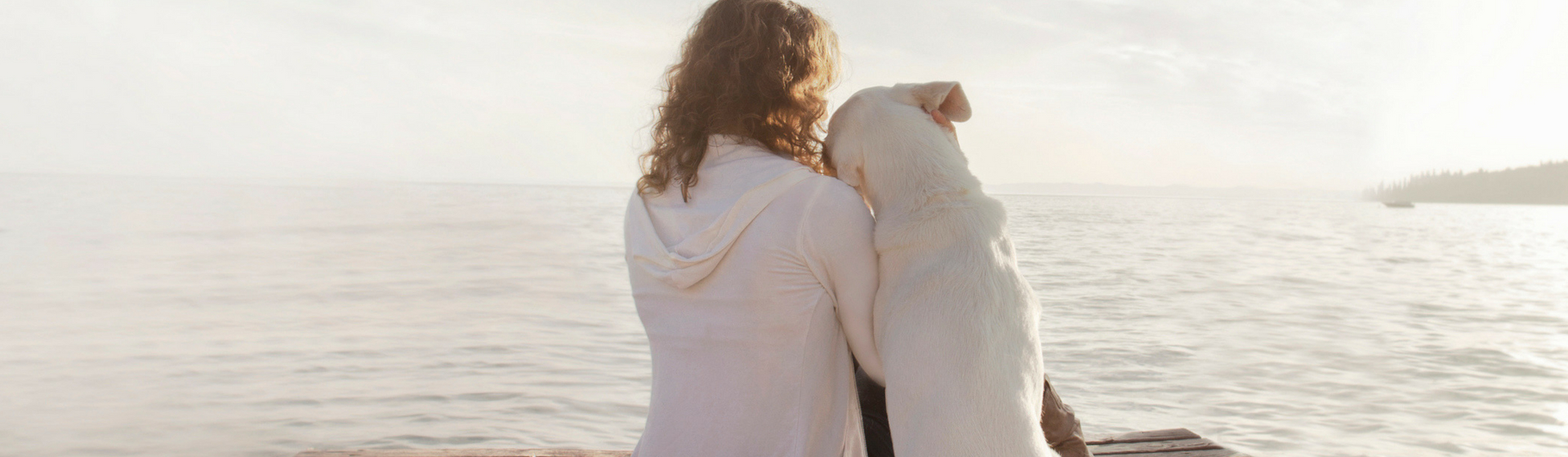 Por qué esterilizar a tu mascota es una buena opción (Istock)