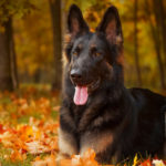 La conducta agresiva es innata (Istock)