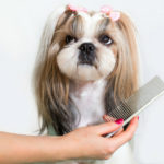 Dos coletas y melena lisa