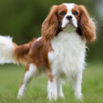 Cavalier king charles spaniel (Istock)