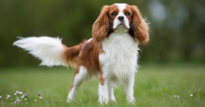 Cavalier king charles spaniel (Istock)