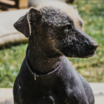 Son una de las razas más antiguas de la historia (Istock)