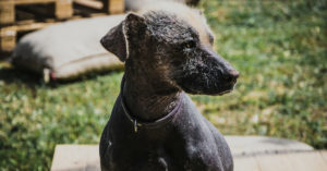 Son una de las razas más antiguas de la historia (Istock)