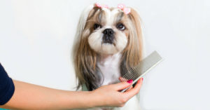 Dos coletas y melena lisa