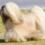 Lasha apso (Istock)