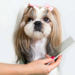 Shih tzu (Istock)