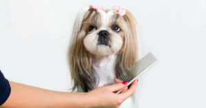 Shih tzu (Istock)