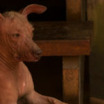 Si tienes alergia, es el perro para ti (Istock)