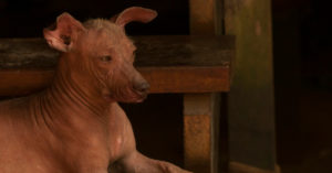 Si tienes alergia, es el perro para ti (Istock)