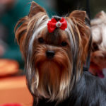 Una coletita con lacito