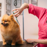 Igualito que un peluche