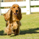 Cocker spaniel (Istock)