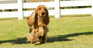 Cocker spaniel (Istock)