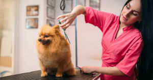 Igualito que un peluche