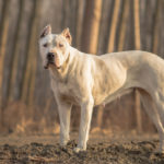 Cuando muerden se les bloquea la mandíbula (Istock)