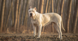 Cuando muerden se les bloquea la mandíbula (Istock)