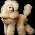 Corte de pelo esponjoso en patas y rabo