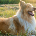 Border collie (Istock)
