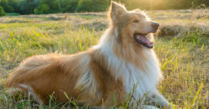 Border collie (Istock)