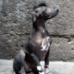 La ausencia de pelo es la consecuencia de un trastorno (Istock)