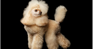 Corte de pelo esponjoso en patas y rabo