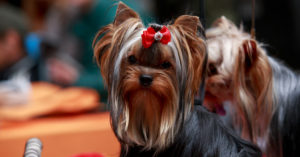 Una coletita con lacito