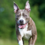 No saben convivir con personas (Istock)