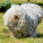 Komondor (Istock)