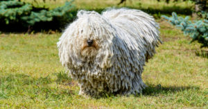 Komondor (Istock)