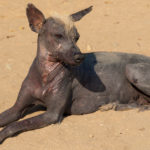 La piel es muy grasa (Istock)