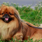 Pekinés (Istock)