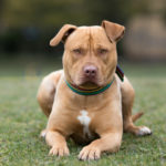 La agresividad depende de la genética (Istock)