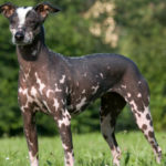 Muy muy cariñosos (Istock)