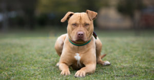 La agresividad depende de la genética (Istock)