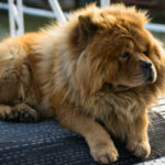 Chow chow (Istock)