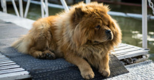Chow chow (Istock)