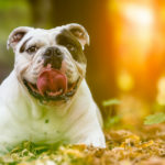 Todos tienen la misma personalidad (Istock)