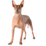 Necesitan una alimentación rica en calcio (Istock)