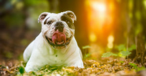 Todos tienen la misma personalidad (Istock)