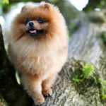 Pomerania (Istock)