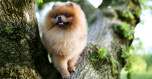 Pomerania (Istock)