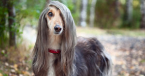 Pelo liso y raya al lado