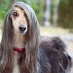 Perro afgano (Istock)