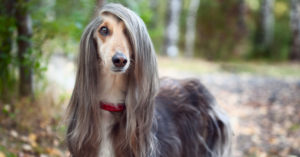 Perro afgano (Istock)