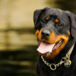 No sienten dolor (Istock)